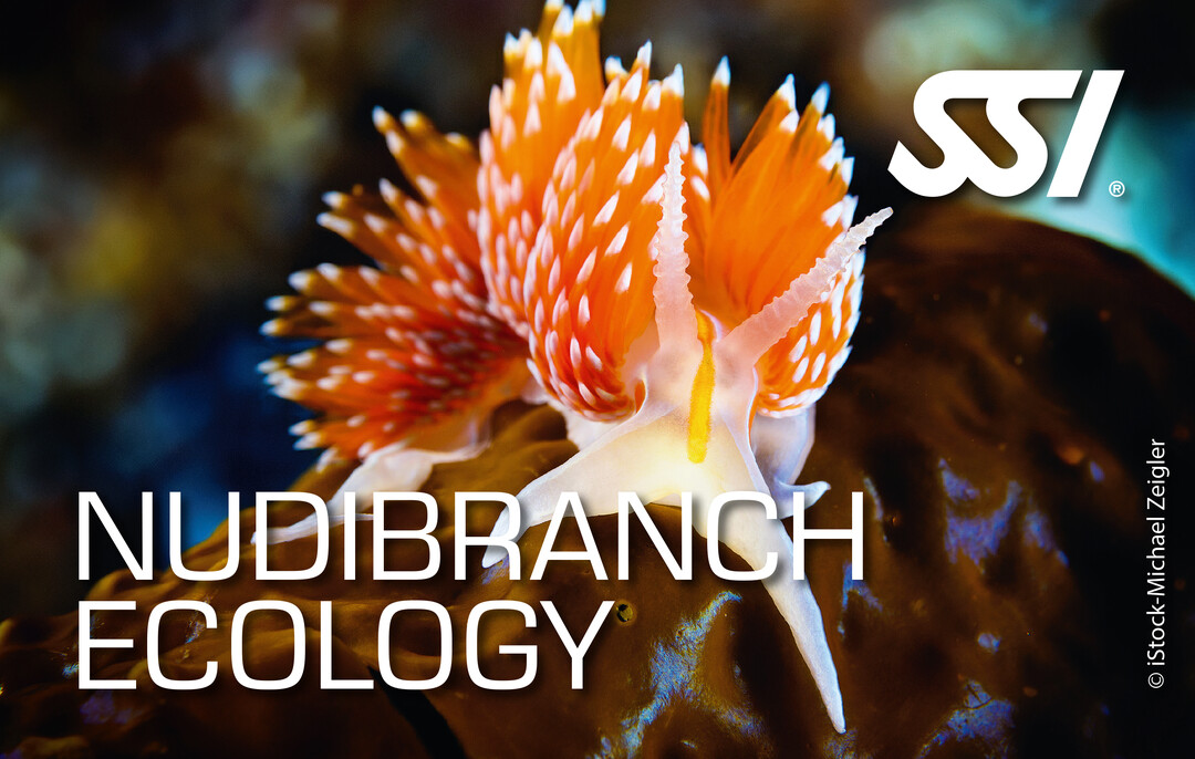 14 Gennaio: inizio corso Nudibranch Ecology SSI