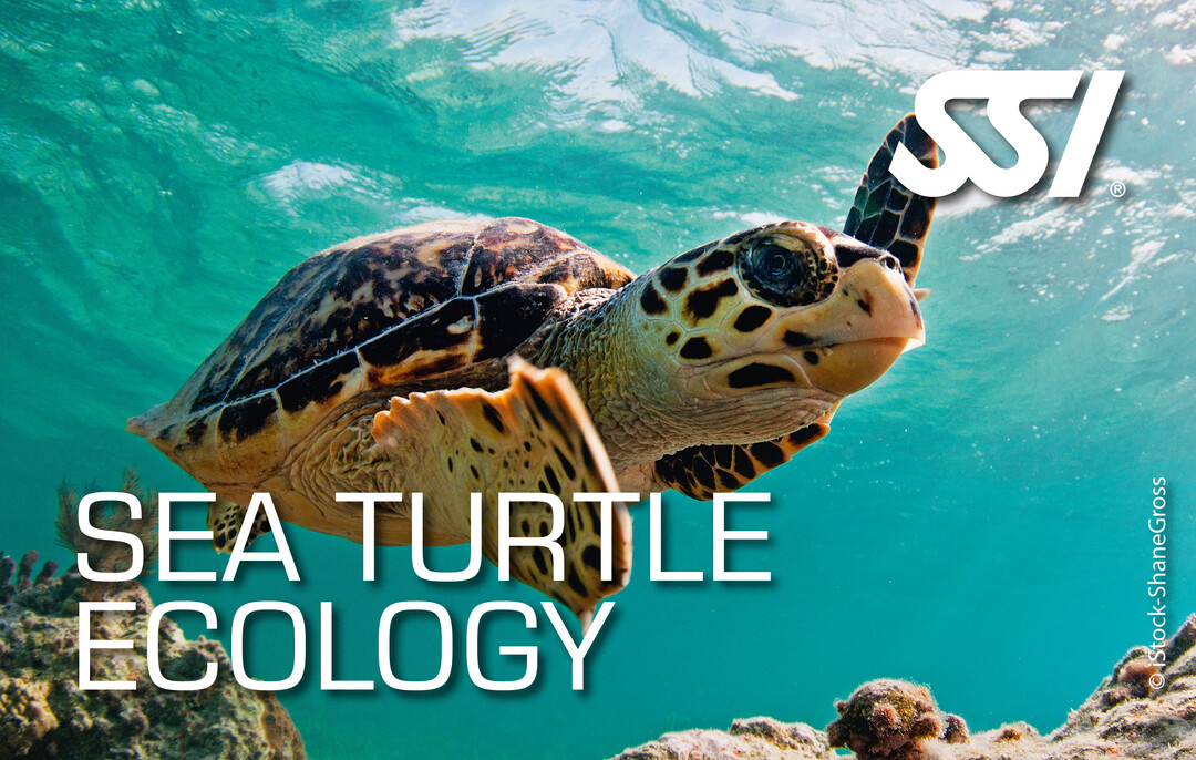 Venerdì 7 Febbraio: inizio corso Sea Turtle Ecology SSI