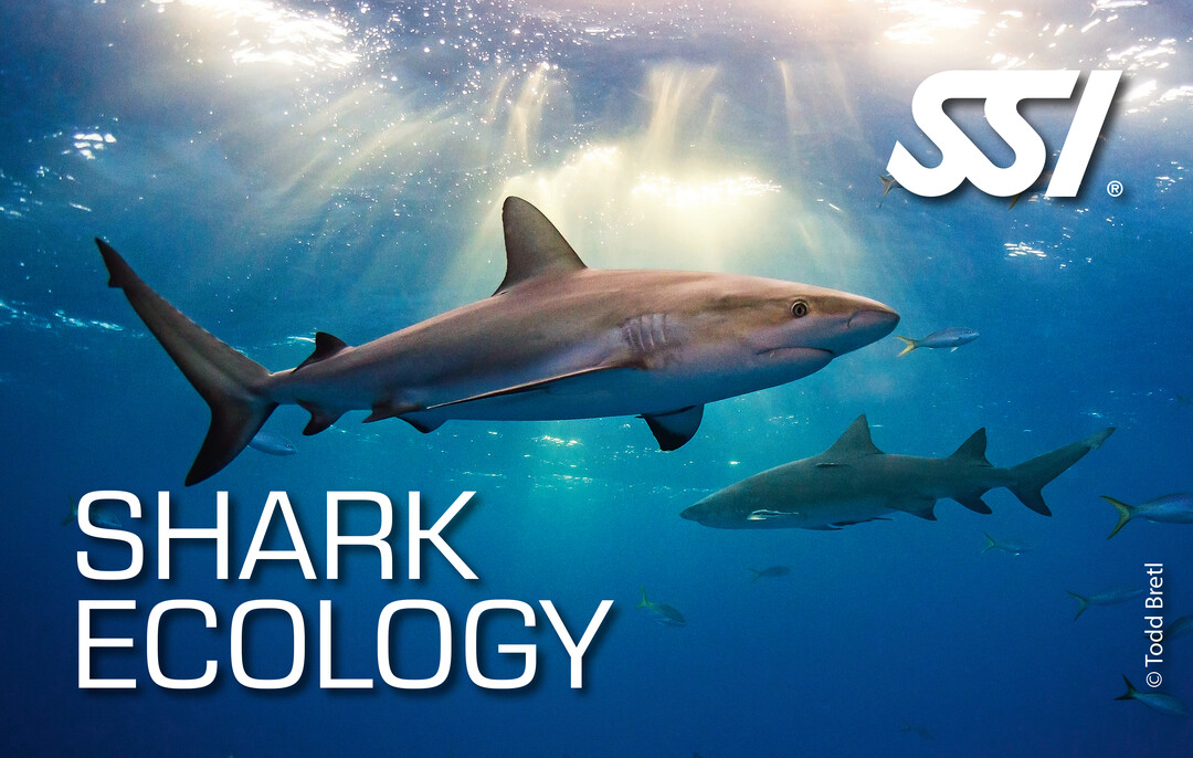 31 Gennaio: inizio corso Shark Ecology SSI